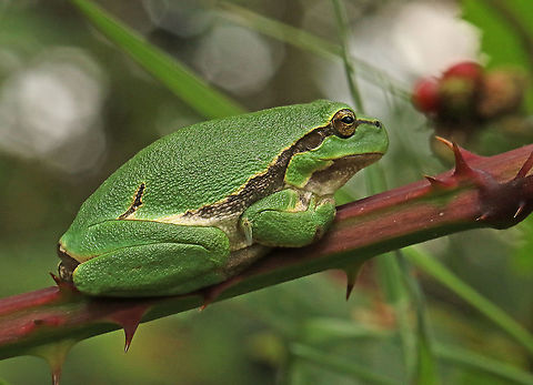 European tree-frog. Found 5 of this gorgeous frogs near Udenhout the Netherlands.
 European tree frog,Geotagged,Hyla arborea,Netherlands,Summer
