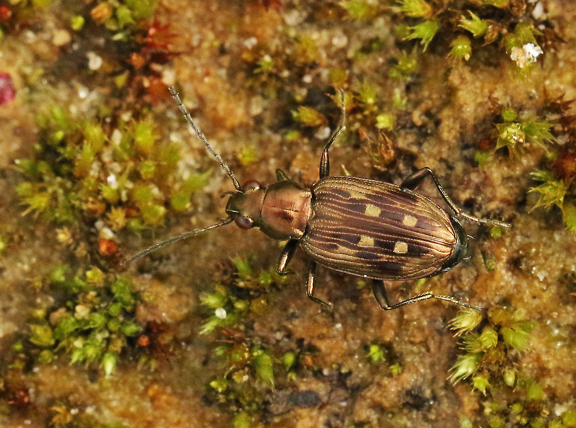 oeverpriemkever (Dutch) Bembidion litorale Found this little beetle ( quite rare) in the Netherlands, near Udenhout. Bembidion litorale,Geotagged,Netherlands,Summer