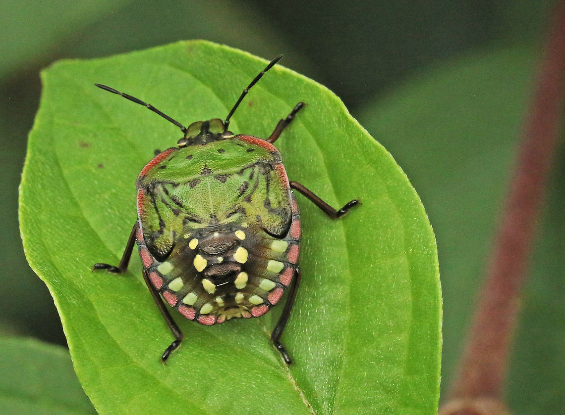 Southern green stink bug nimf. In the Netherlands they are still rare, I spotted this one and several others inclusive imago in my hometown Wijk bij Duurstede today. 20-8-2020 Geotagged,Netherlands,Nezara viridula,Southern green stink bug,Summer