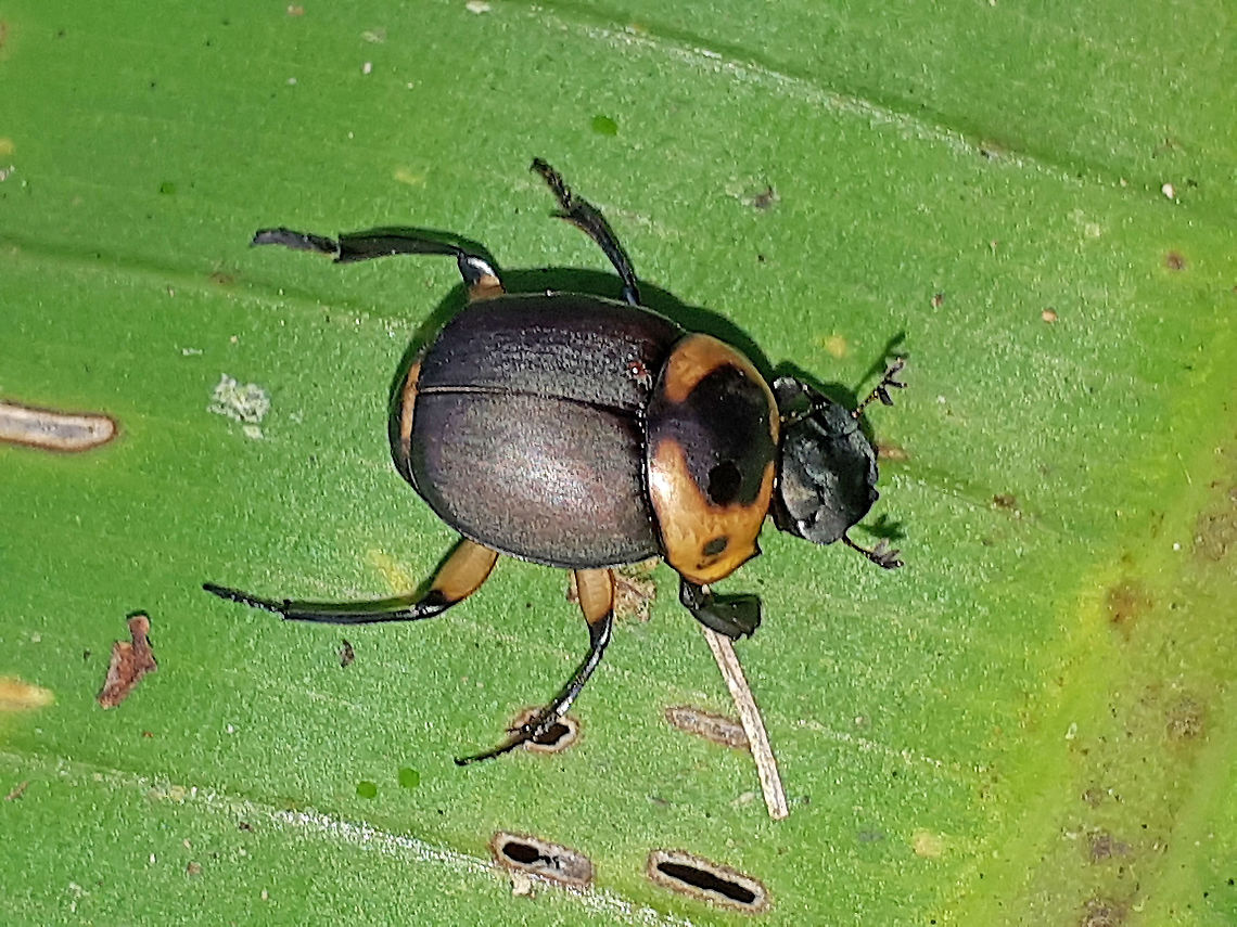 Canthon luteicollis Found this dung-beetle at Peperpot jungleparc in Suriname on 25-4-2019 Canthon luteicollis,Geotagged,Spring,Suriname