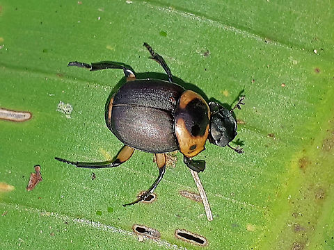 Canthon luteicollis Found this dung-beetle at Peperpot jungleparc in Suriname on 25-4-2019 Canthon luteicollis,Geotagged,Spring,Suriname