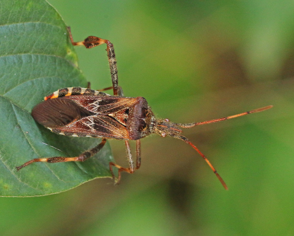Western conifer seed bug Came across this beauty in a mixt forest near Doorn the Netherlands Geotagged,Leptoglossus occidentalis,Netherlands,Summer,Western conifer seed bug