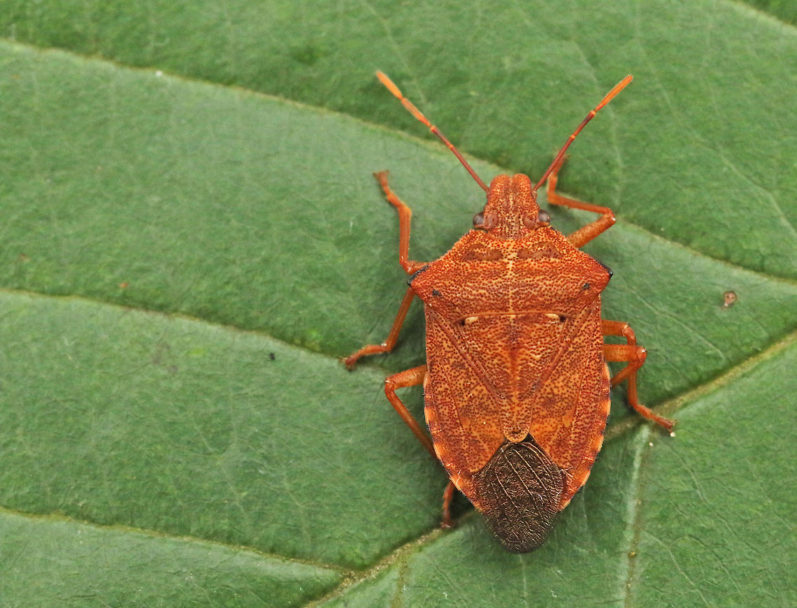 Arma custos Found this beauty in a mixt forest near Doorn the Netherlands today, 9-9-2020 Arma custos,Geotagged,Netherlands,Summer
