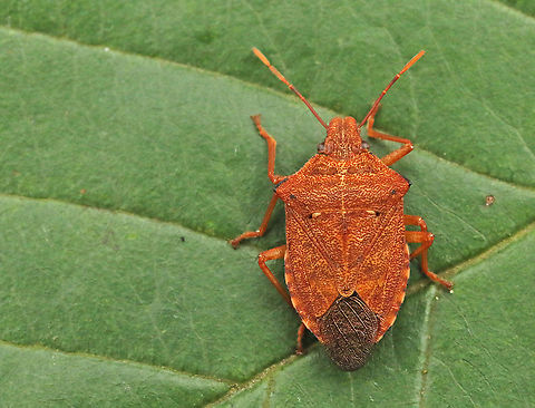 Arma custos Found this beauty in a mixt forest near Doorn the Netherlands today, 9-9-2020 Arma custos,Geotagged,Netherlands,Summer