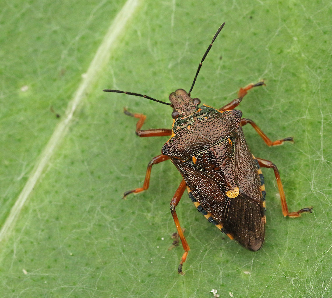 Pinthaeus sanguinipes This bug is very rare for the Netherlands, found this one also in a mixt forest near Doorn today 9-9-2020 Geotagged,Netherlands,Pinthaeus sanguinipes,Summer