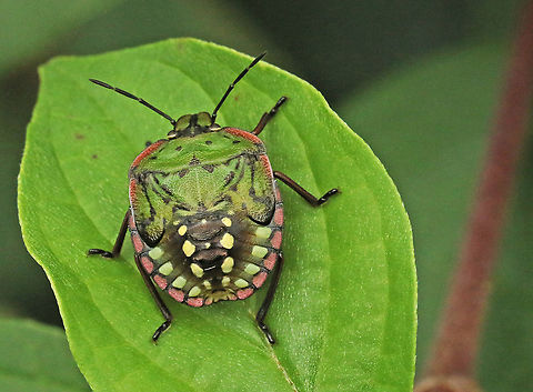 Southern green stink bug nimf Found this gorgeous looking stinky  close to my house in Wijk bij Duurstede the Netherlands, also very rare. Geotagged,Netherlands,Nezara viridula,Southern green stink bug,Summer