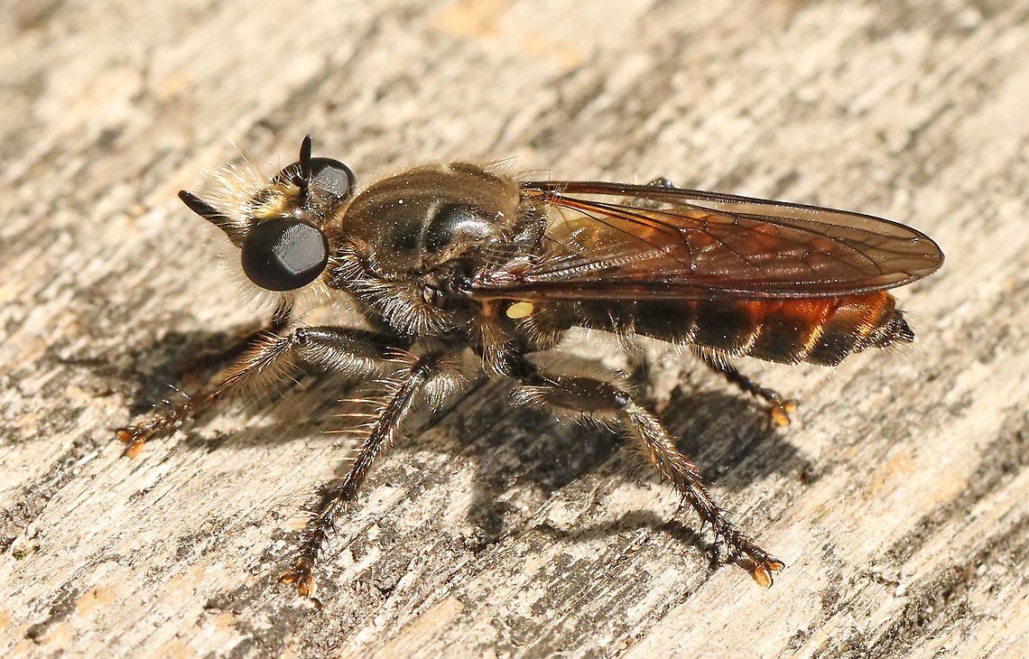 Choerades ignea A very rare robber fly for the Netherlands, took this shot in Leersum today 17-9-2020 Choerades ignea,Geotagged,Netherlands,Summer