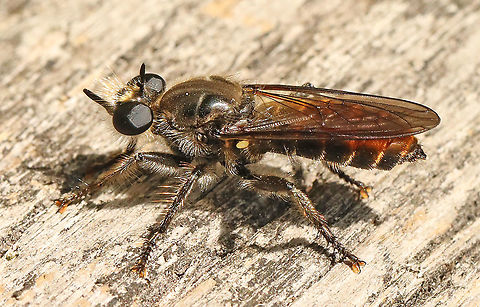 Choerades ignea A very rare robber fly for the Netherlands, took this shot in Leersum today 17-9-2020 Choerades ignea,Geotagged,Netherlands,Summer