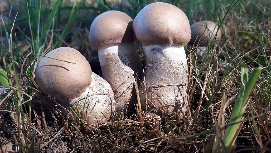 Leccinum duriusculum Found this group of bolete mushrooms by the dozens onder populous in my hometown Wijk bij Duurstede the Netherlands Geotagged,Leccinum duriusculum,Netherlands