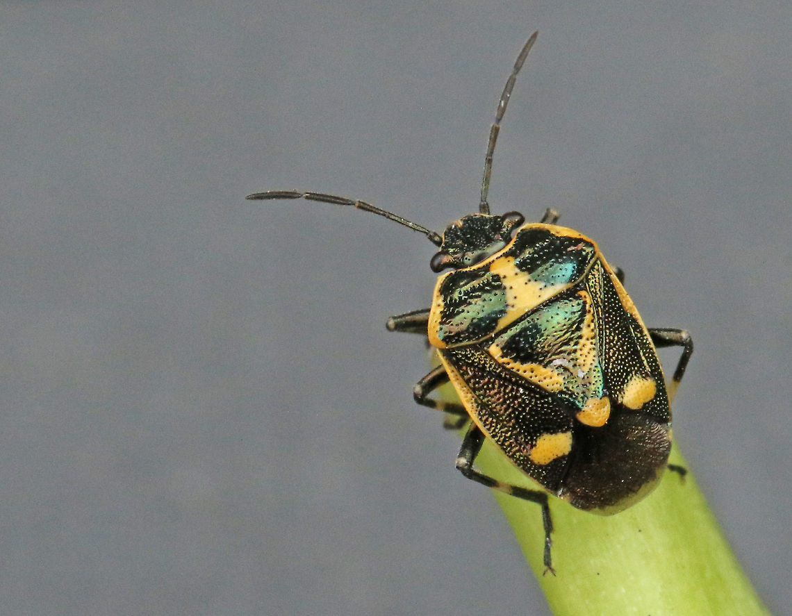 known as the cabbage shield bug Found this one today in my hometown Wijk bij Duurstede the Netherlands. Eurydema oleracea,Fall,Geotagged,Netherlands