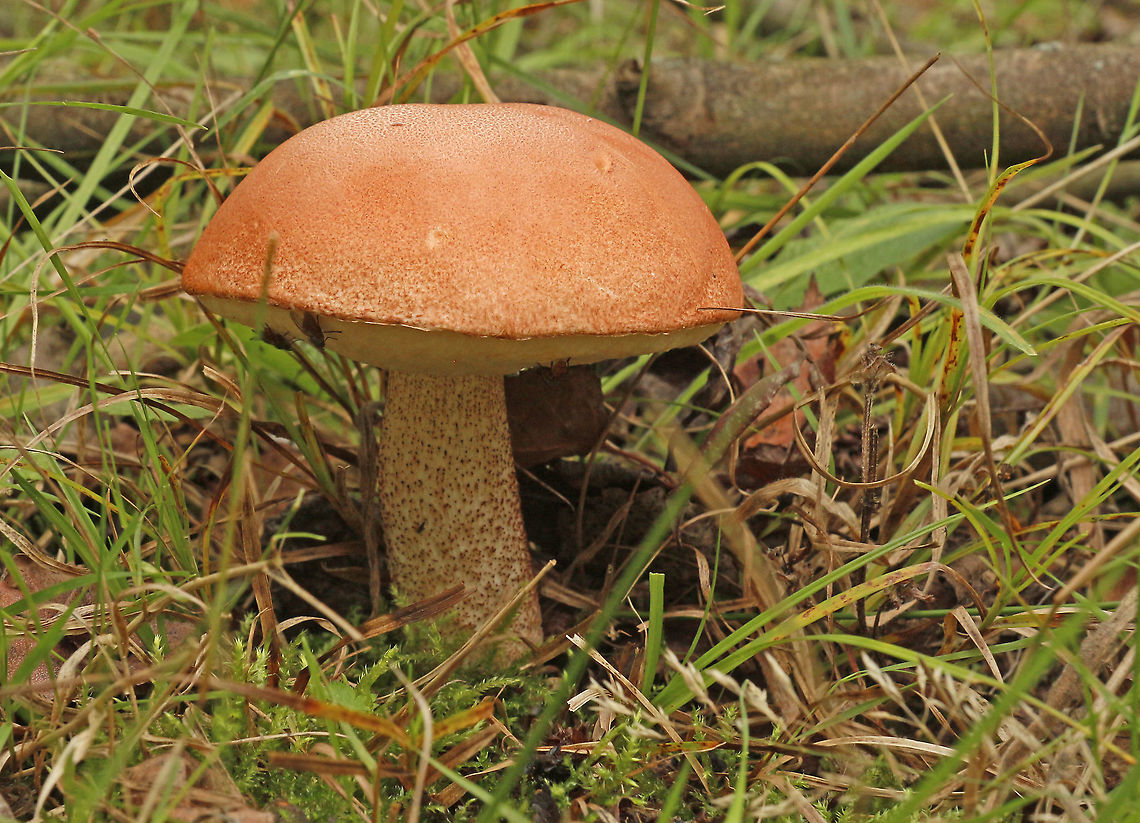 Orange birch bolete Found this gorgeous bolete in Rhenen the Netherlands. Fall,Geotagged,Leccinum versipelle,Netherlands