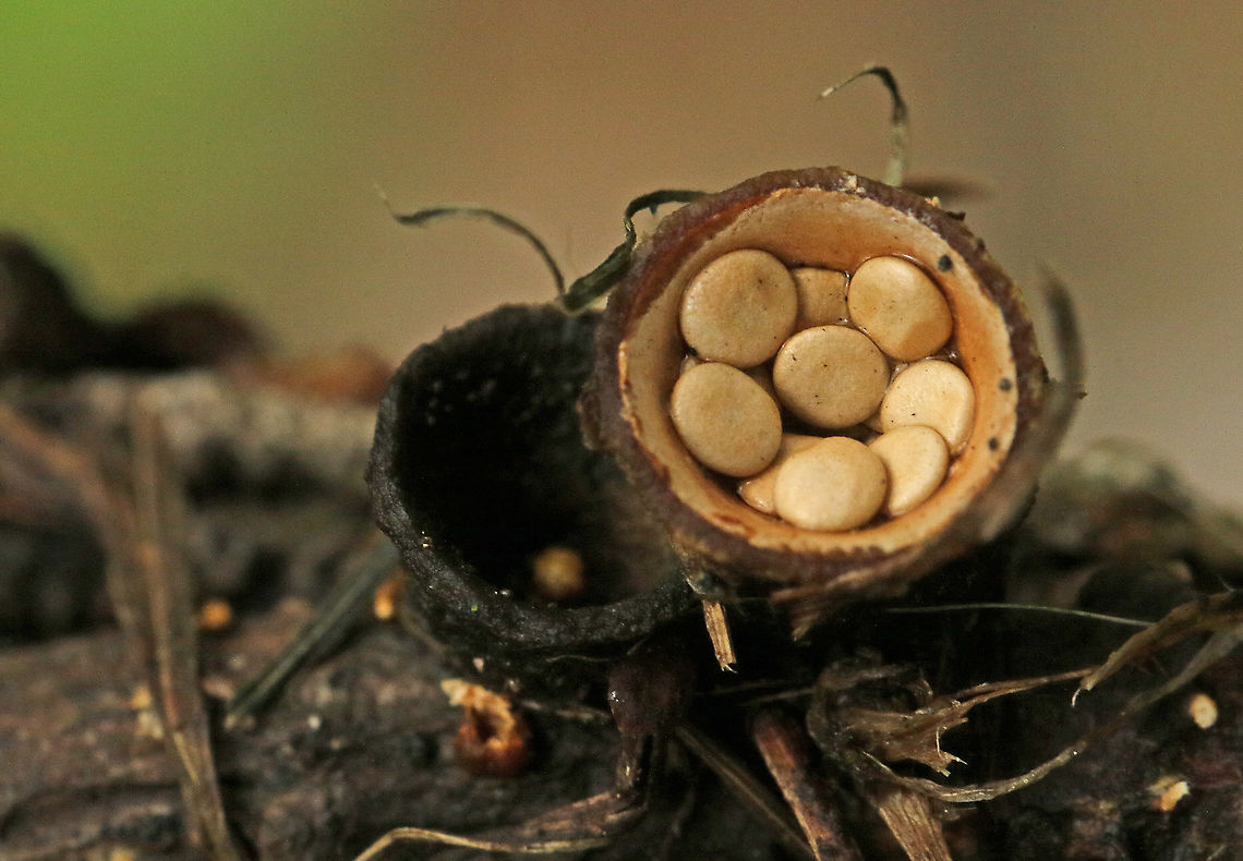 Crucibulum crucibuliforme, yellow nest fungi Found this one in a mixt forrest in Leersum the Netherlands. Crucibulum crucibuliforme,Geotagged,Netherlands,Summer