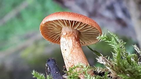 Marsh webcap Like last year, I found just a few of these mushrooms at Kwintelooijen in Rhenen the Netherlands Cortinarius uliginosus,Geotagged,Marsh Webcap,Netherlands