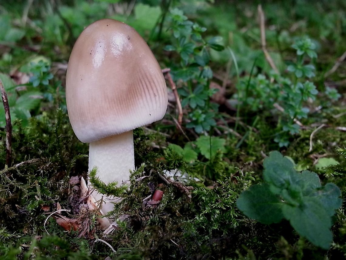 Amanita battarrae Extremely rare mushroom, only found in two places in the Netherlands Amanita battarrae,Fall,Geotagged,Netherlands