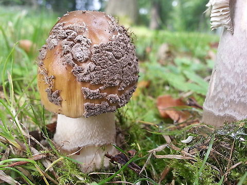 Amanita ceciliae Also a rare mushroom, found in Zoelen the Netherlands a few years back. Amanita ceciliae,Fall,Geotagged,Netherlands,Snakeskin Grisette