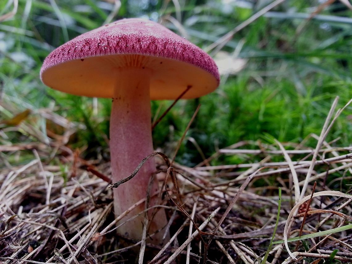 king's mantle (dutch name for this mushroom) Found this gorgeous mushroom in a mixt forest in Leersum the Netherlands Geotagged,Netherlands,Plums and Custard,Summer,Tricholomopsis rutilans