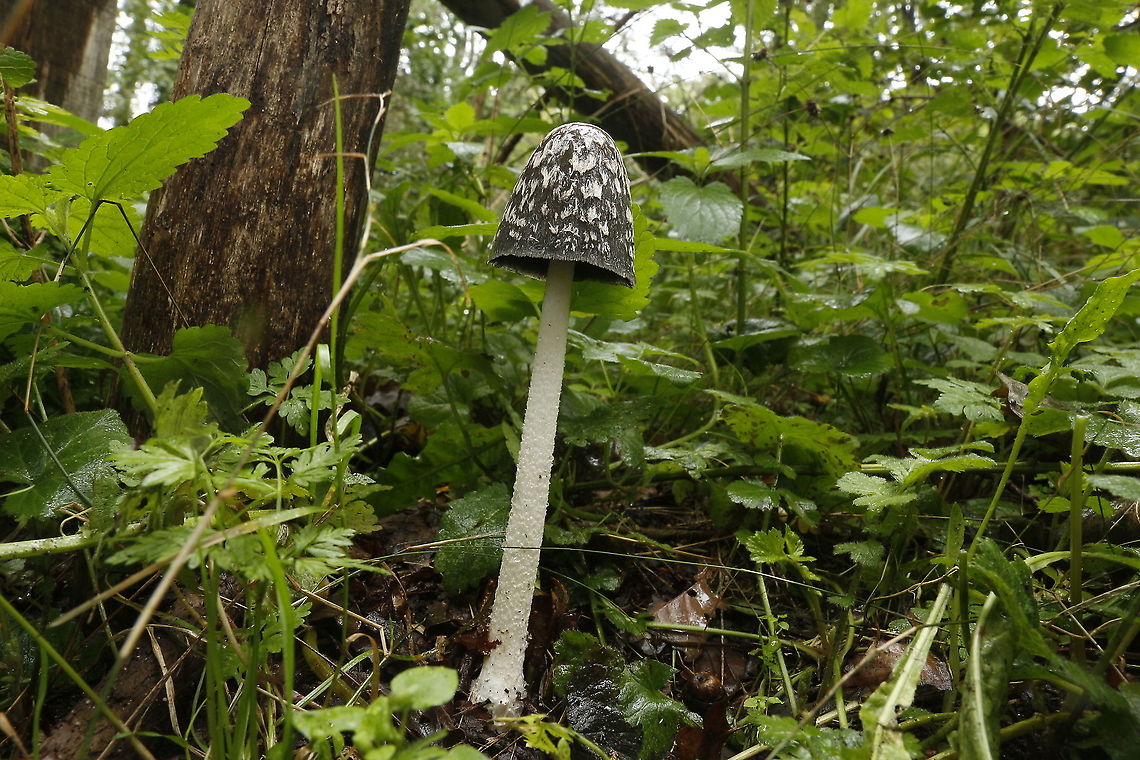 Coprinopsis picacea Found this beauty in a mixt forest close to Amerongen the Netherlands. Coprinopsis picacea,Coprinopsis picancea,Fall,Geotagged,Netherlands