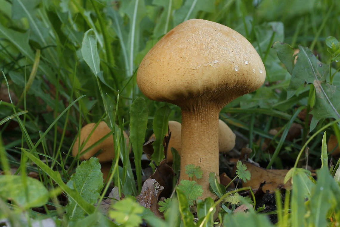 Phaeolepiota aurea, (goldcap in Dutch.) Came across these gorgeous mushrooms In Amerongen the Netherlands. Fall,Geotagged,Golden Bootleg,Netherlands,Phaeolepiota aurea