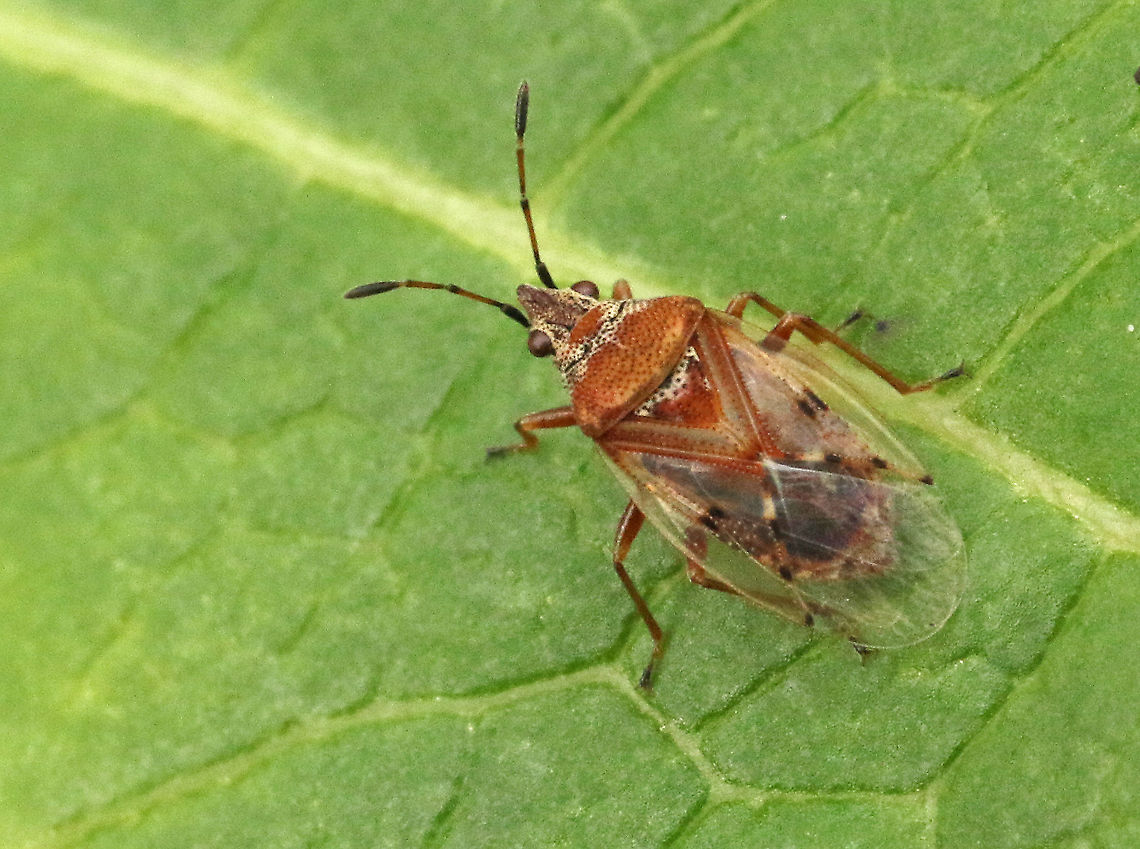 Kleidocerys resedae) Came across this little one while looking for mushrooms at Kwintelooijen in Rhenen the Netherlands Fall,Geotagged,Kleidocerys resedae,Kleidocerys resedae),Netherlands
