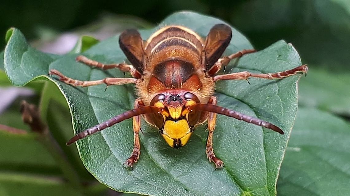 Vespa crabro Came across this wasp close to my backdoor in my hometown Wijk bij Duurstede the Netherlands. European Hornet,Geotagged,Netherlands,Vespa crabro