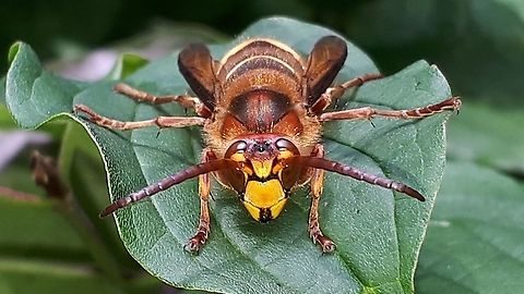 Vespa crabro Came across this wasp close to my backdoor in my hometown Wijk bij Duurstede the Netherlands. European Hornet,Geotagged,Netherlands,Vespa crabro