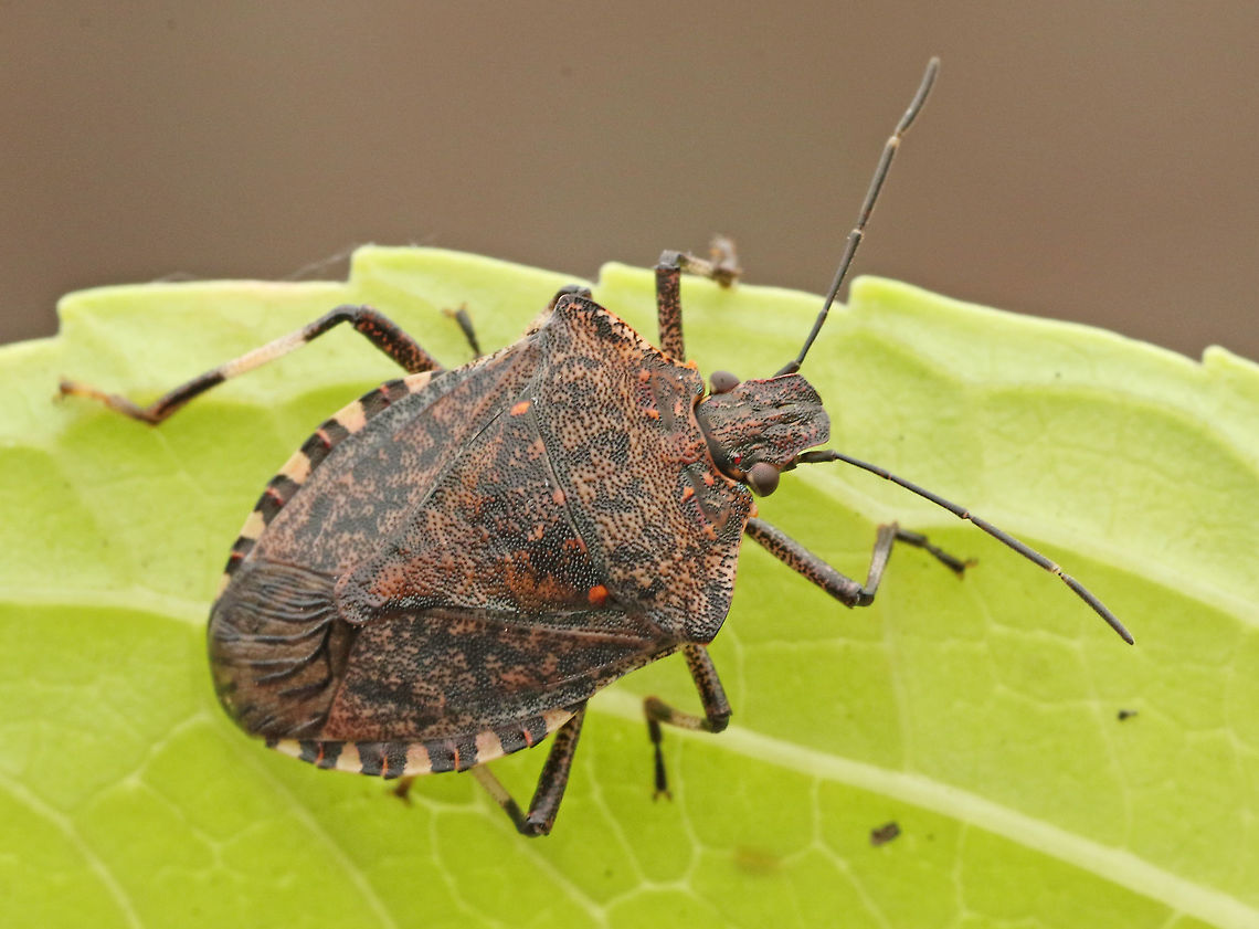 Brown marmorated stinkbug This bug is very rare for the Netherlands, I found him today in my hometown Wijk bij Duurstede 16-10-2020 Brown marmorated stink bug,Fall,Geotagged,Halyomorpha halys,Netherlands