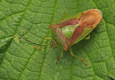 Hawthorn shield bug Found two of these beauties today on stinging nettle, in my hometown Wijk bij Duurstede the Netherlands. Acanthosoma haemorrhoidale,Fall,Geotagged,Hawthorn shield bug,Netherlands