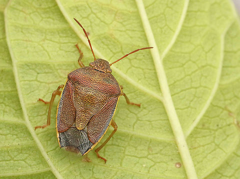 Gorse shield bug. Found this bug in a hedge in a little village called Hoornaar, the Netherlands Fall,Geotagged,Gorse shield bug,Netherlands,Piezodorus lituratus