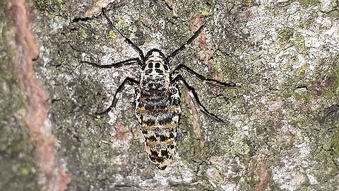 wingless female of the mottled umber Found this wingless female on poplar in my hometown Wijk bij Duurstede the Netherlands. Erannis defoliaria,Geotagged,Mottled Umber,Netherlands