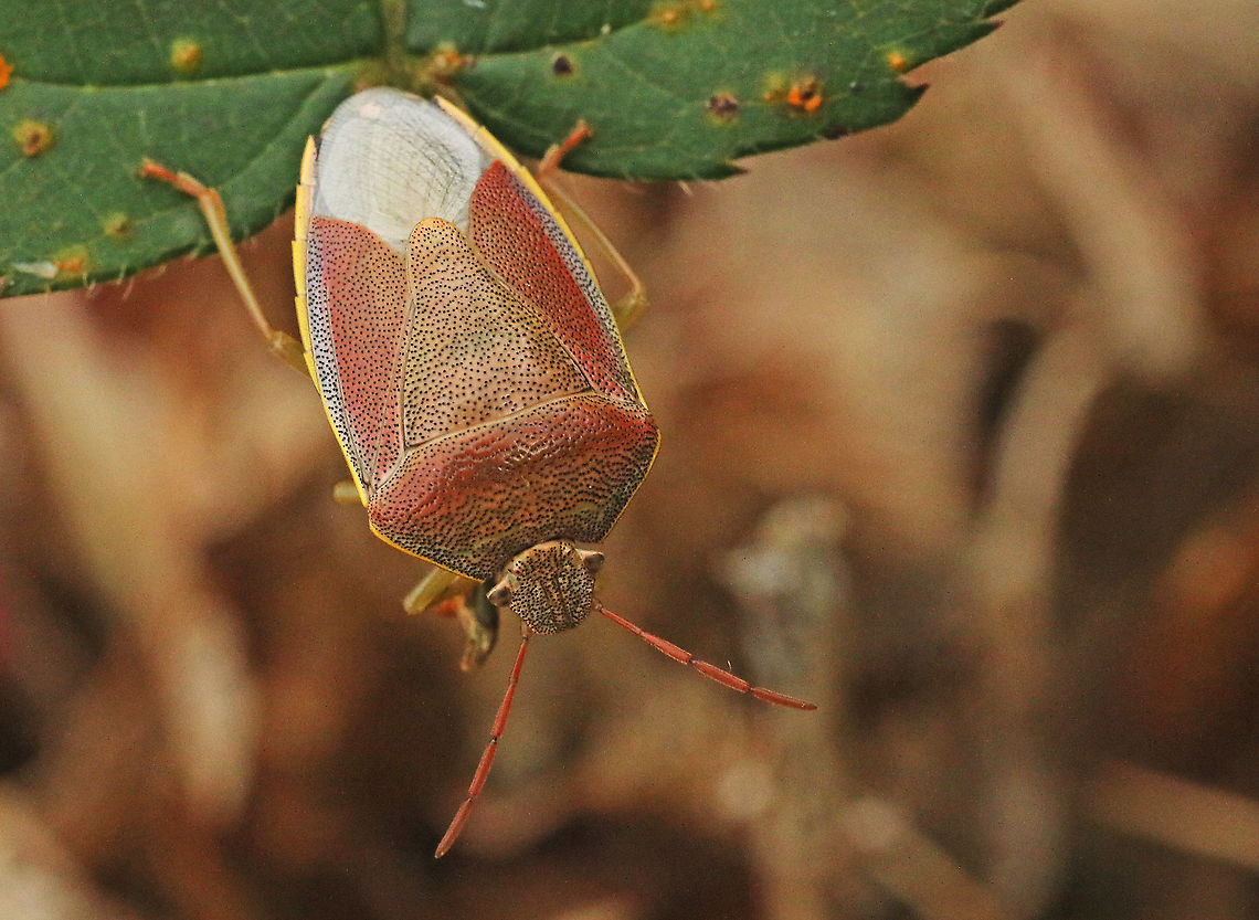 Gorse shield bug. Found this beauty in a mixt forest in Leersum the Netherlands Fall,Geotagged,Gorse shield bug,Netherlands,Piezodorus lituratus