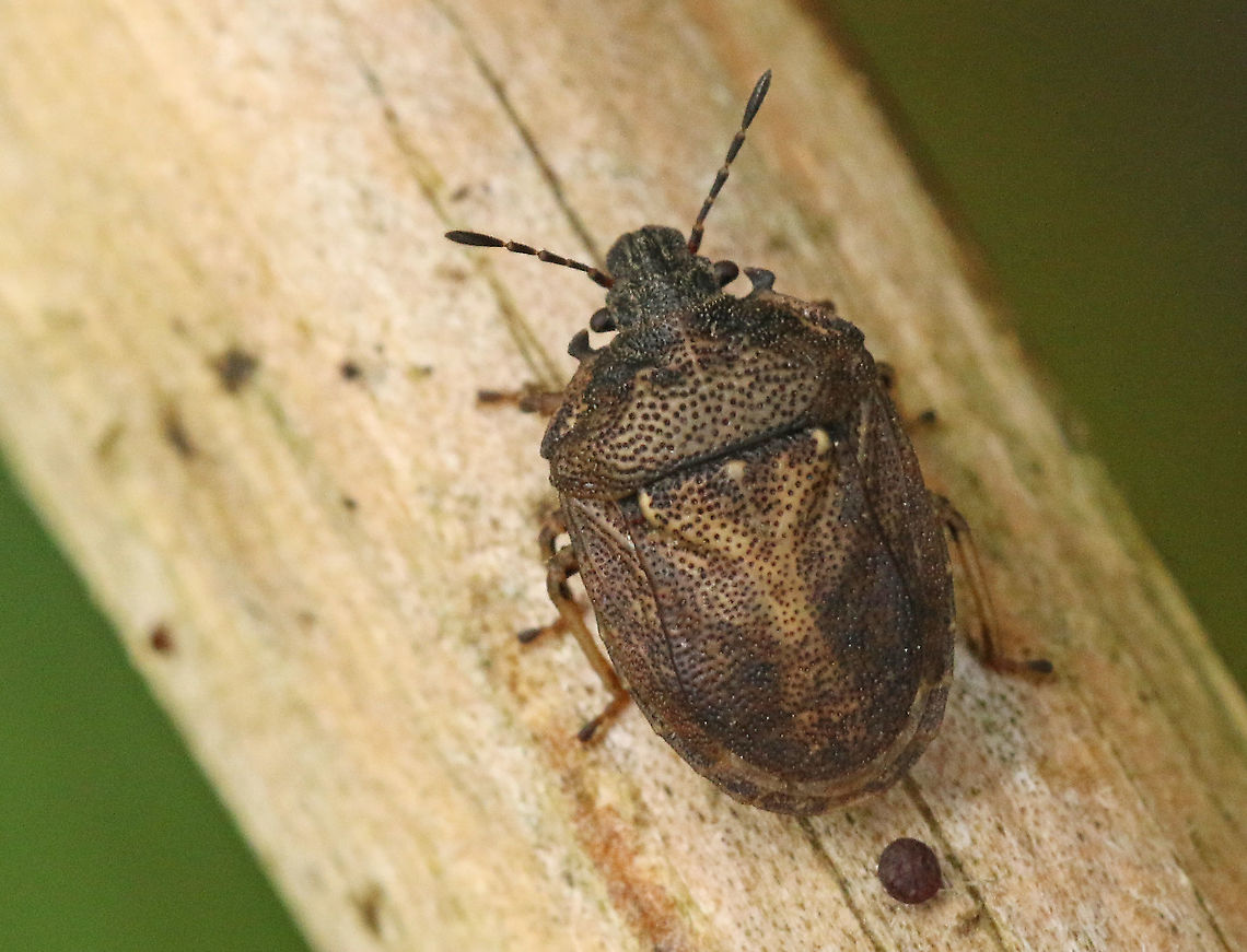 Podops inuncta In Dutch he&#039;s called, &#039;little hook shield bug&#039; because of the hooks on the shoulders. found this one in Leersum the Netherlands today 23-10-2020 Fall,Geotagged,Netherlands,Podops inuncta,Turtle Shieldbug