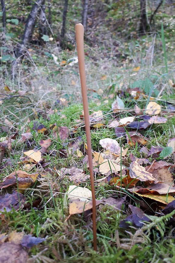 Macrotyphula fistulosa Found this large fungi in Kwintelooijen Rhenen the Netherlands , it was at lease 20 cm. Geotagged,Macrotyphula fistulosa,Netherlands,Pipe Club