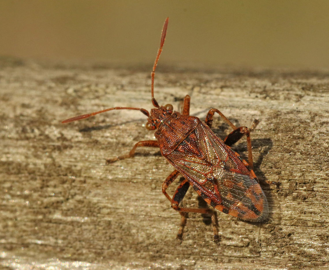 Stictopleurus abutilon Found this &#039;late&#039; beauty today in Wijk bij Duurstede the Netherlands 9-11-2020 Fall,Geotagged,Netherlands,Stictopleurus abutilon