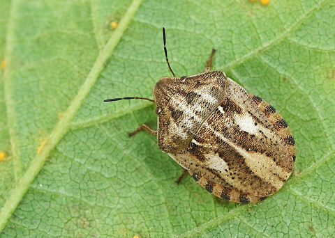 Eurygaster maura. this shield bug is rare for the Netherlands, no idea where I took this shot Eurygaster maura