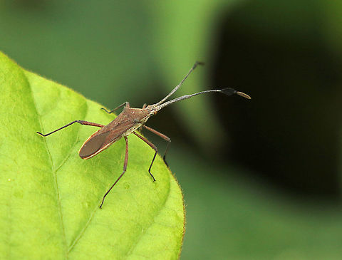 Chariesterus_antennator Came across this bug in Paramaribo Suriname 17-4-2019 Chariesterus antennator,Geotagged,Spring,Suriname