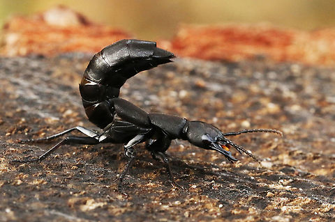 The Devil's coach-horse beetle Found this beetle onder a log today in Leersum the Netherlands 15-11-2020 Devils coach-horse beetle,Fall,Geotagged,Netherlands,Ocypus olens
