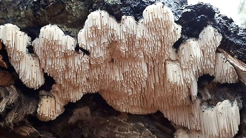 Marshmallow polypore. From Dutch translated, toothed cheese-fungi .
Came across this beauty in a mixt forest in Doorn the Netherlands. Geotagged,Marshmallow Polypore,Netherlands,Spongipellis pachyodon
