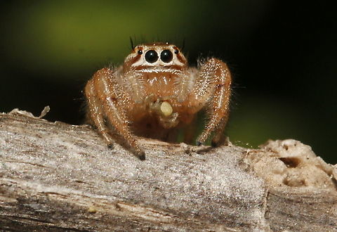 unknown jumping spider. Found this one at Kavaki Lesvos Greece in 2018 Geotagged,Greece,Spring