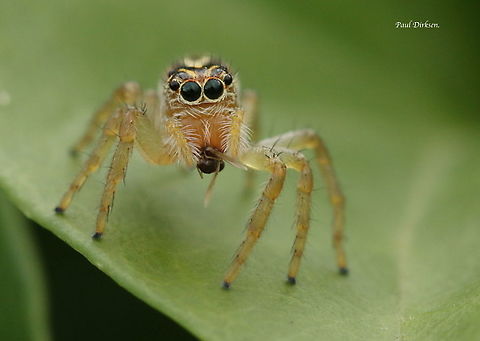 unnown jumping spider found this 6mm jumper in Paramaribo Suriname in April 2019 Geotagged,Spring,Suriname