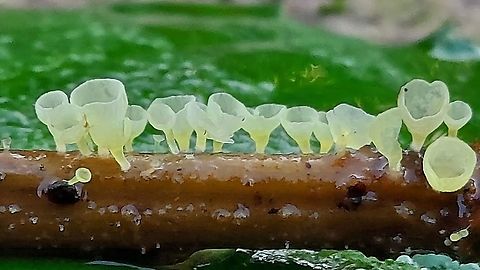 Calyptella capula found these beauties on old and soaking wet nettles , in my hometown Wijk bij Duurstede the Netherlands  Calyptella capula,Geotagged,Netherlands