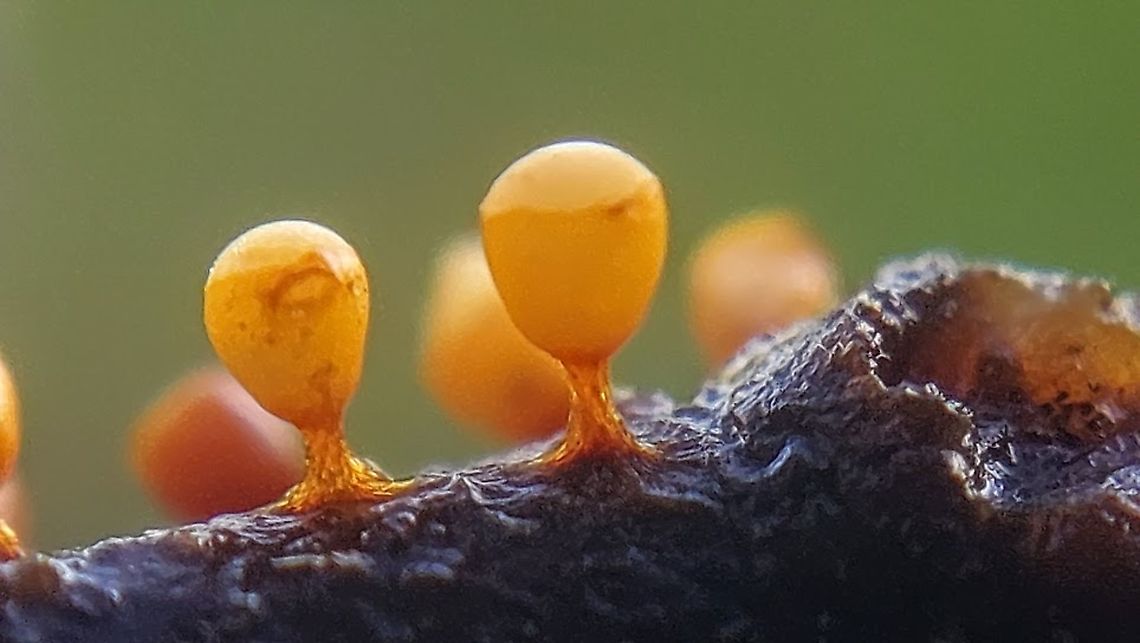 Craterium minutum true size is about 1,5 mm.<br />
found these on beech-leave in my hometown Wijk bij Duurstede the Netherlands Craterium minutum,Geotagged,Netherlands