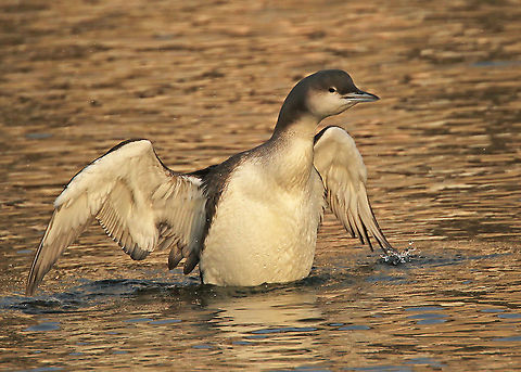 Black throated loon winter Through 'waarneming.nl' I found this loon in the inner-harbor close to Eemnes the Netherlands.           Black-throated loon,Fall,Gavia arctica,Geotagged,Netherlands