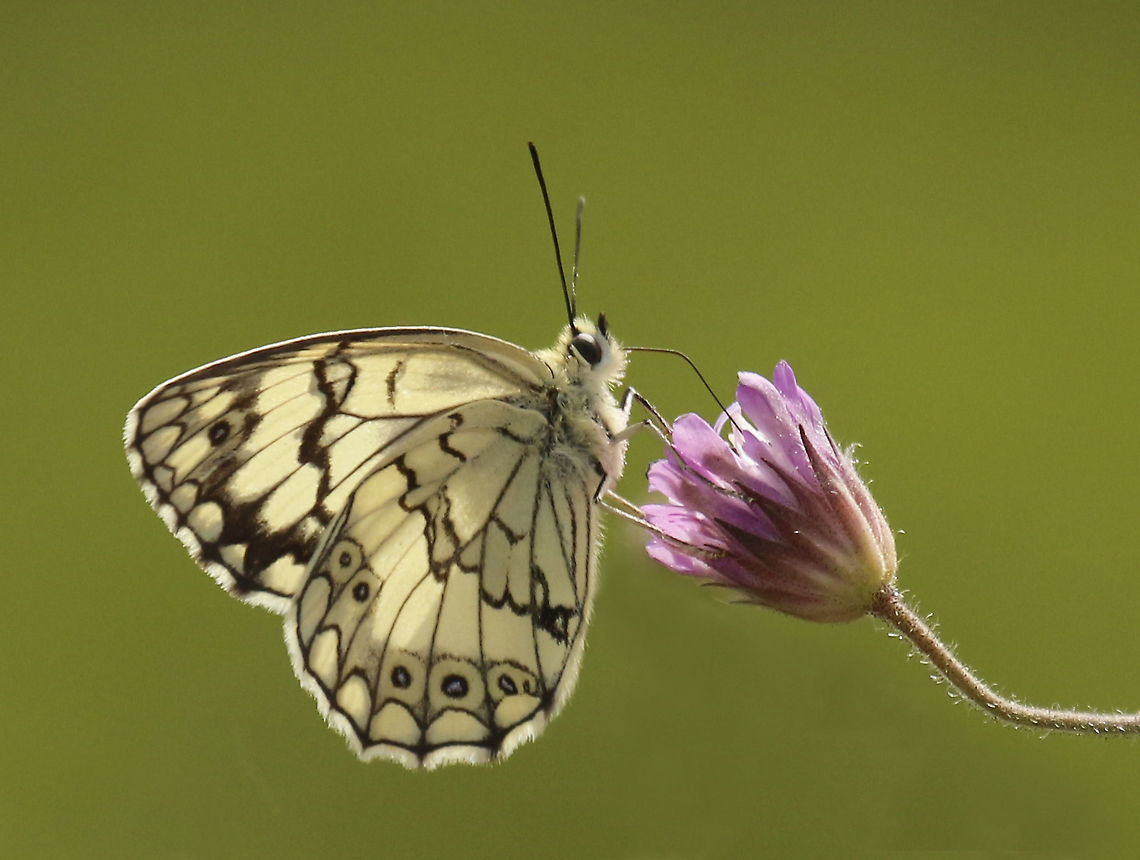 Balkan marbled white Found this beauty near Kavaki Lesvos Greece  Balkan marbled white,Geotagged,Greece,Melanargia larissa,Spring