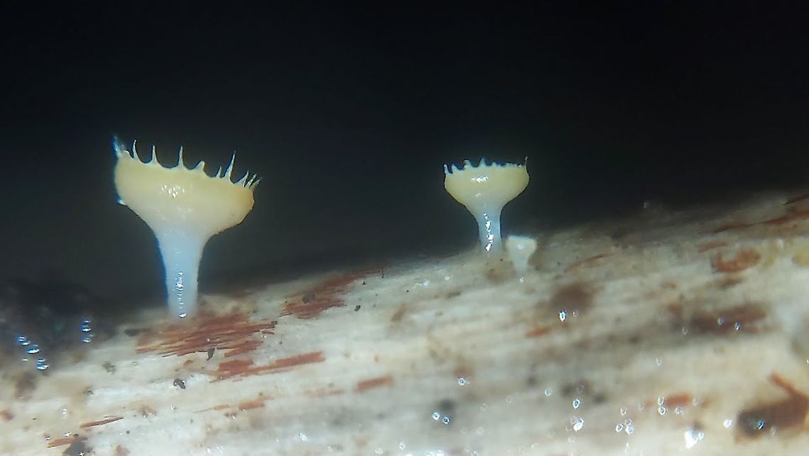 Crocicreas coronatum Actual size is just 1 mm. found them on herbaceous stem.<br />
in my hometown Wijk bij Duurstede the Netherlands 1-12-2020 Crocicreas coronatum,Geotagged,Netherlands