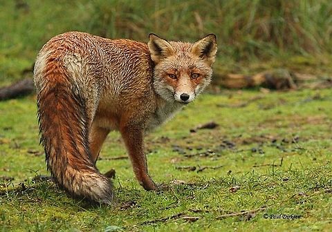 red fox Came across this beauty at the AWD near Amsterdam the Netherlands. Geotagged,Netherlands,Red Fox,Vulpes vulpes