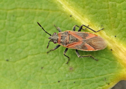Arocatus longiceps Found this bug today on a plane, behind the bark, in my hometown Wijk bij Duurstede the Netherlands 14-12-2020 Arocatus longiceps,Fall,Geotagged,Netherlands