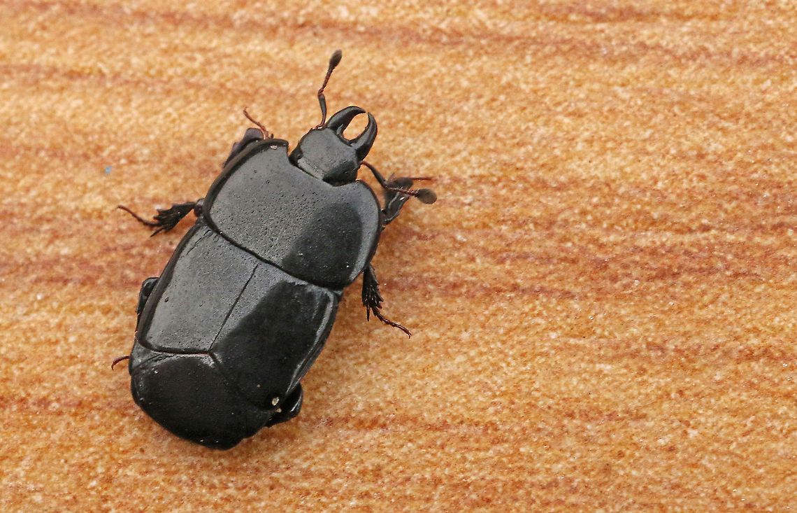 flatter than a beetle can be. Not thicker than a millimeter and a half makes him the flattest beetle that I&#039;ve ever seen, found this one behind bark from a dead ashtree in my home town Wijk bij Duurstede  Geotagged,Hololepta plana,Netherlands,Winter