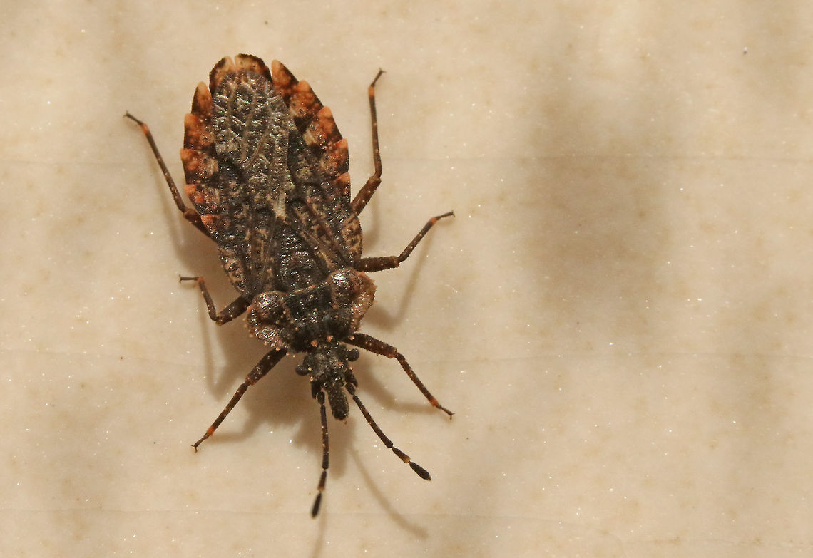 An extremely rare bug. Found this very rare bug under bark of a birch, this is a male<br />
Rozendaal near Arnhem the Netherlands Aradus betulae,Geotagged,Netherlands,Spring