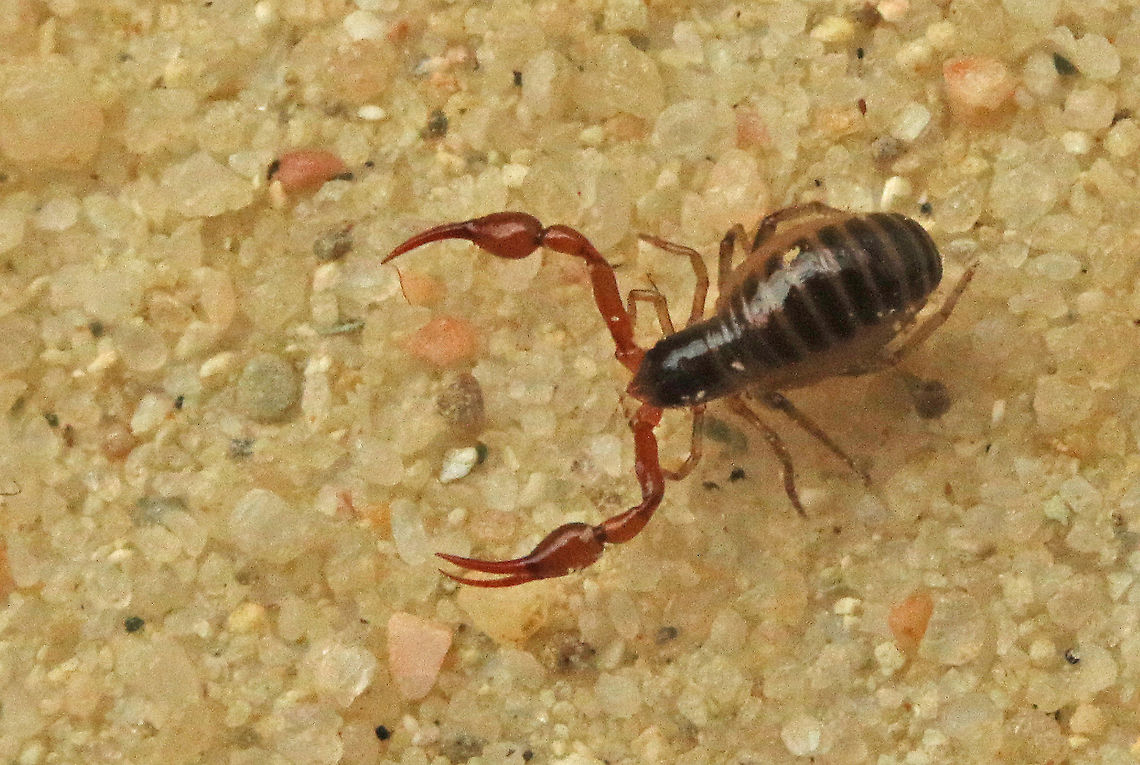 House pseudoscorpion Never thought that I would find one, so small, actual seize is only 3mm.<br />
found this little one in Wijk bij Duurstede the Netherlands Chelifer cancroides,Geotagged,House Pseudoscorpion,Netherlands,Spring