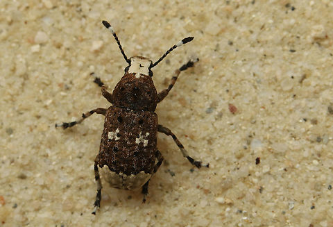 Platystomos  albinus Found this girl today onderneed a popular branch in my hometown Wijk bij Duurstede the Netherlands. Platystomos albinus
